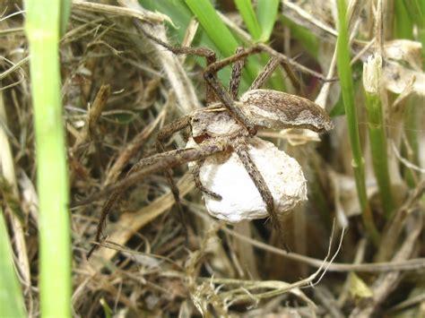 BugBlog: Spider eggs and egg sacs