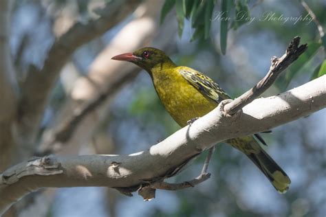 Yellow Oriole | BirdForum