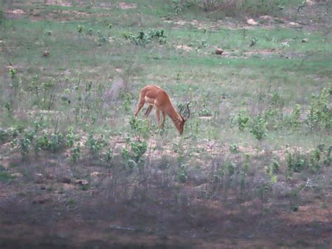 A long ago memory with relevance today….Four lions spotted in Marloth ...