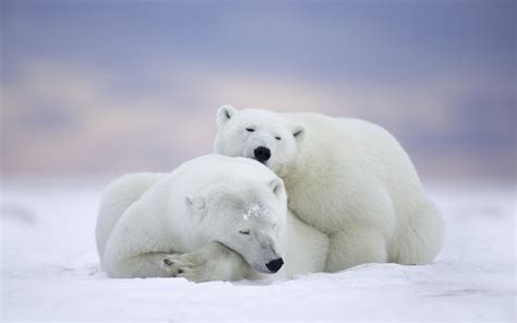 Polar Bear Wallpapers - Top Free Polar Bear Backgrounds - WallpaperAccess