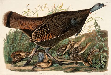 Wild Turkey - Female - Audubon Prints