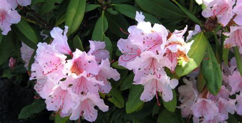 Seattle Garden Ideas: Rhododendrons That Don't Get Over 4 Feet Tall