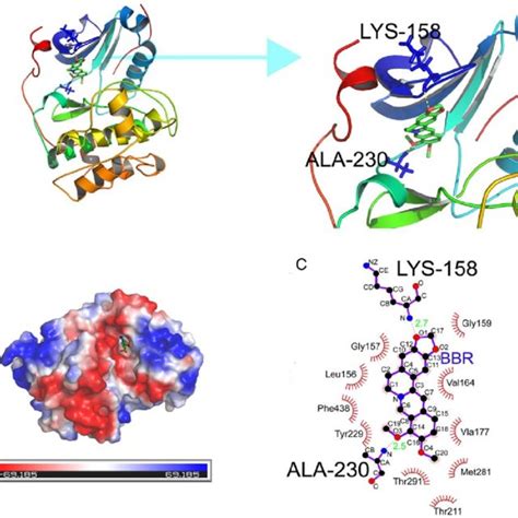 Structure of berberine. Chemical structure of berberine (left); and ...