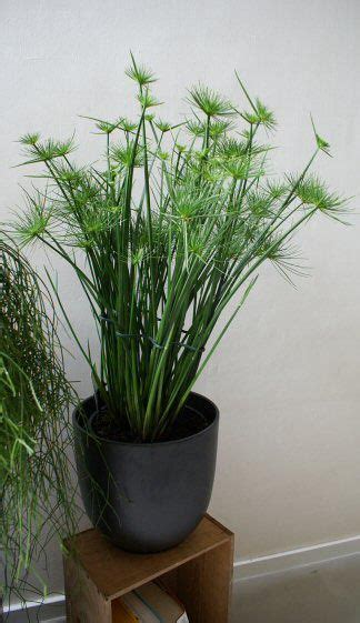 Indoor Grass Plants - Plants BN