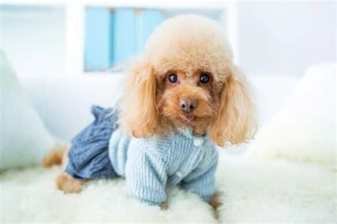 Blue Poodle: Appearance, Genetics & Facts (With Pictures)