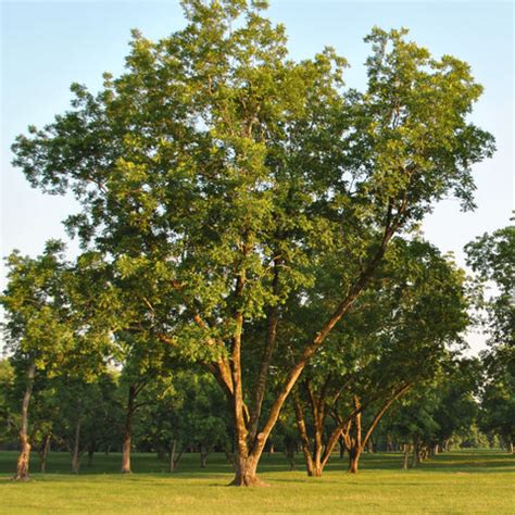 Hardy Pecan Tree – Northern Ridge Nursery