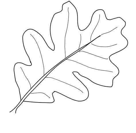 Oak Leaf Drawing Template at GetDrawings | Free download