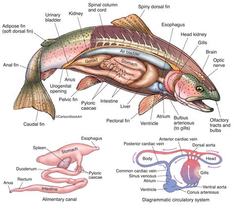 Bony Fish Anatomy - Rainbow Trout 1 : : Carlson Stock Art