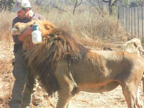 Beautiful picture of Kevin Richardson hugging one of his lions. (This ...