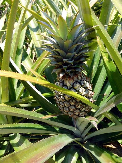 How to grow Pineapple | Growing Pineapple plant in containers | caring ...