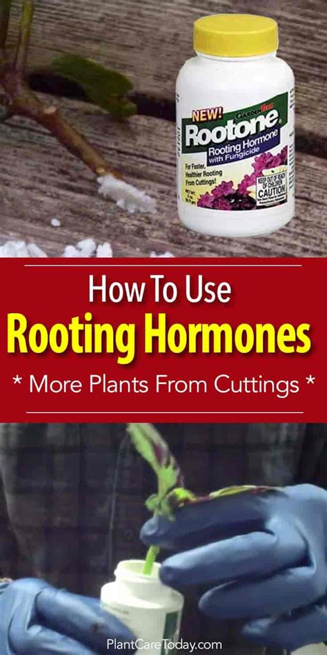 Rooting Hormone: How To Use Rootone For More Plants From Cuttings