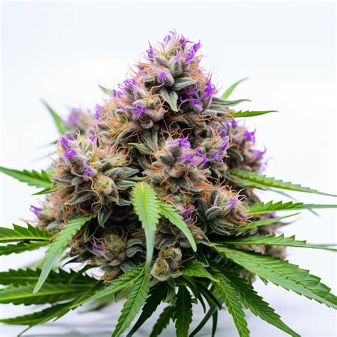 The Top 10 Most Popular Weed Strains Of 2024 A Canadian Cannabis