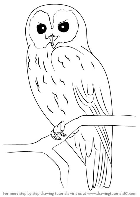 Learn How to Draw a Tawny Owl (Owls) Step by Step : Drawing Tutorials