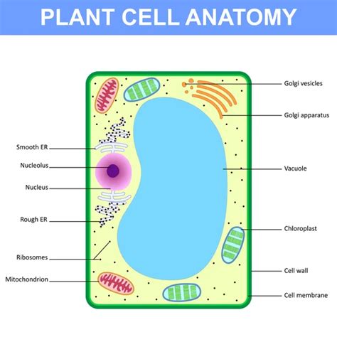 Structure of a plant cell