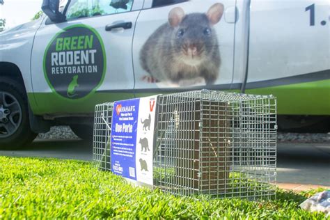 The Most Effective Rodent Control Methods | Green Rodent Restoration