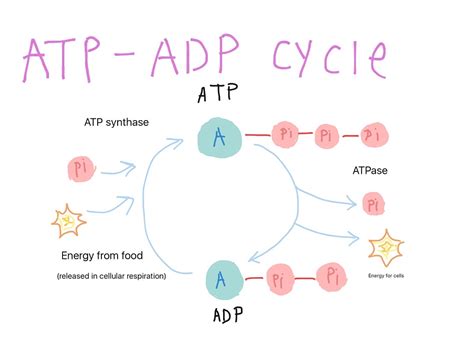 Diagram Of Atp Cycle