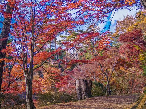 Autumn scenery in Izu, Japan :: Behance