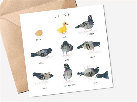 Pigeon Life Cycle Greeting Card - Maia Media