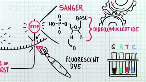 How Does Sanger Sequencing Work? - Behind the Bench