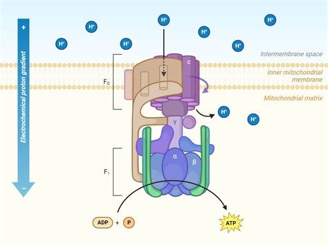 Atp Structure Diagram Simplified Atp Diagram