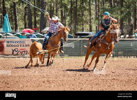 Two male cowboys team roping a cow in a cattle roping competition at ...