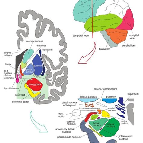 (PDF) Understanding Emotions: Origins and Roles of the Amygdala