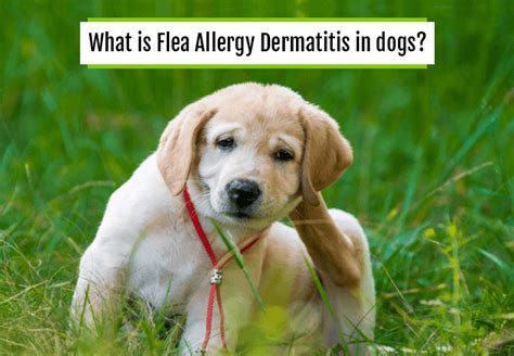 What is Flea Allergy Dermatitis in dogs? - PetCareSupplies Blog