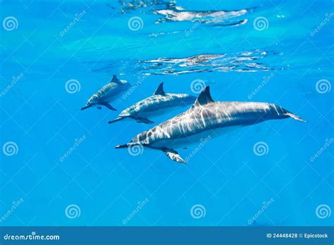 Dolphins Swimming Underwater Stock Photo - Image of group, blue: 24448428