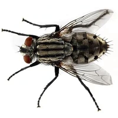 House Flies | Complete Exterminating Pest Control Vancouver, WA