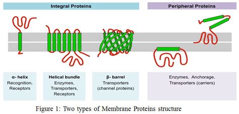 Multilabel Classification of Membrane Protein in Human by Decision Tree ...