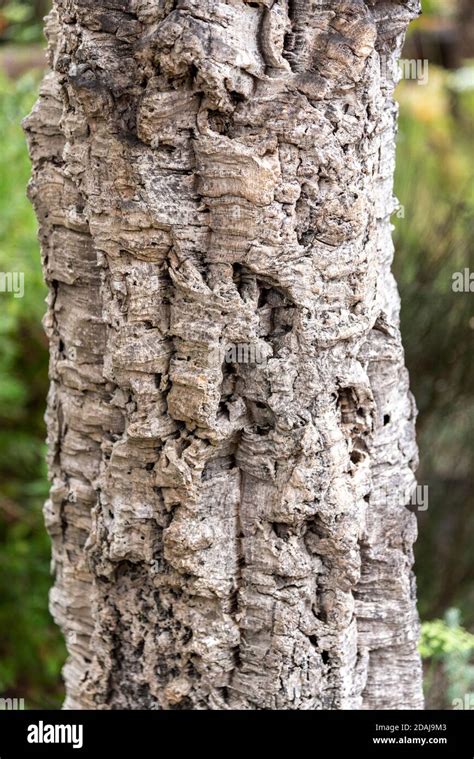 Cork oak tree bark, Quercus suber Stock Photo - Alamy