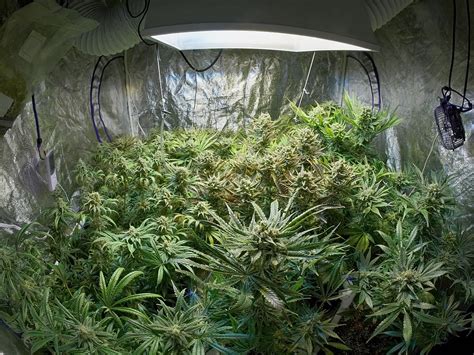 Growing Marijuana in Small Spaces, Part 1