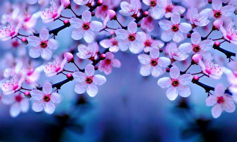 Cherry Blossom Wallpapers - Wallpaper Cave