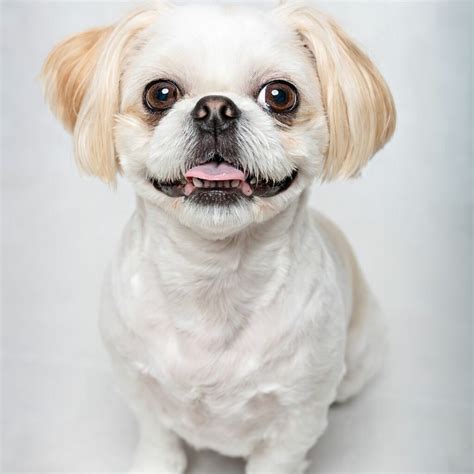 Shih Poo Grooming: DIY Grooming Tips & The Best Haircuts (With Pictures ...