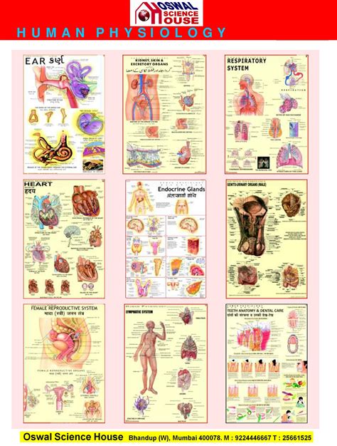 Anatomy And Physiology Diagrams Anatomy And Physiology Diagr