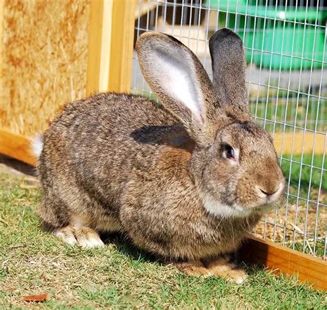 Flemish Giant Rabbit - All Breed Information