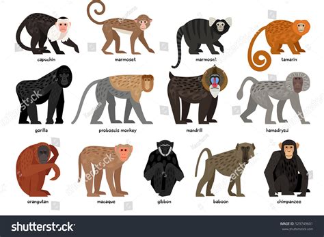 Big Set Different Monkeys Stock Vector (Royalty Free) 529749601 ...