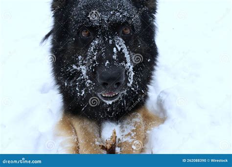 Portrait of a Beautiful German Shepherd Dog in the Snow Stock Photo ...