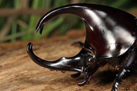 Rhinoceros beetle - Elegant Entomology