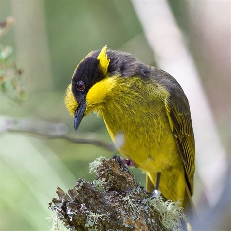 Helmeted Honeyeaters - Friends of the Helmeted Honeyeater Inc