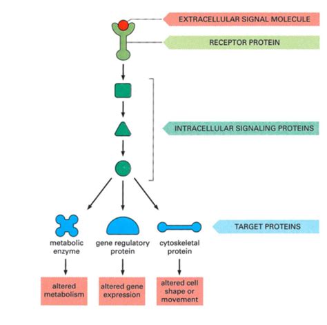 Signal transduction-Karteikarten | Quizlet