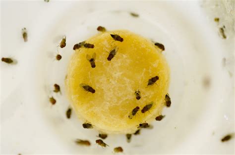 Fruit Fly Infestation – Home, Bedroom, How to Get Rid of them ...