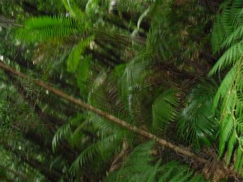 Fraser Island Rainforest