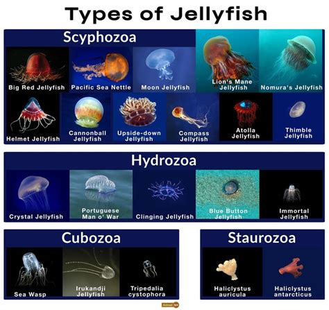 different types of jellyfish are shown in this chart with their names ...