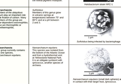 Archaea Definition Characteristics Examples Britannica