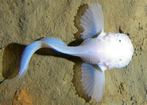 Deepest-dwelling fish video: Footage of snailfish in Mariana Trench ...