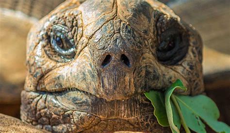 Galapagos Tortoise Facts - Rainforest Cruises