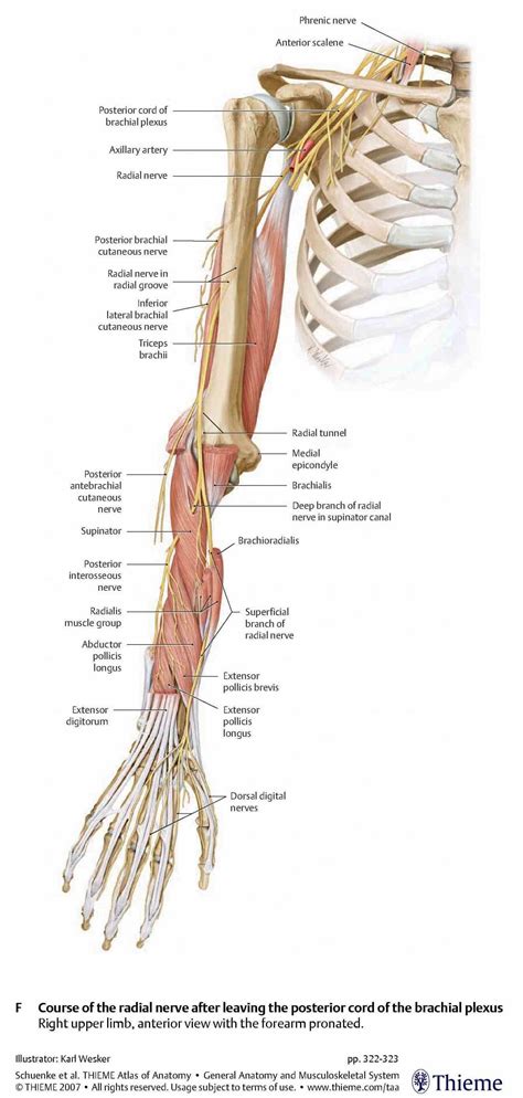 Anatomy Of The Radial Nerve | MedicineBTG.com