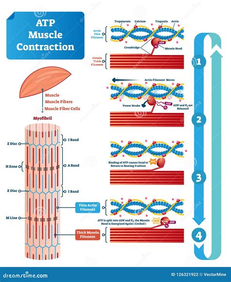 ATP Muscle Contraction Cycle Vector Illustration Labeled Educational ...