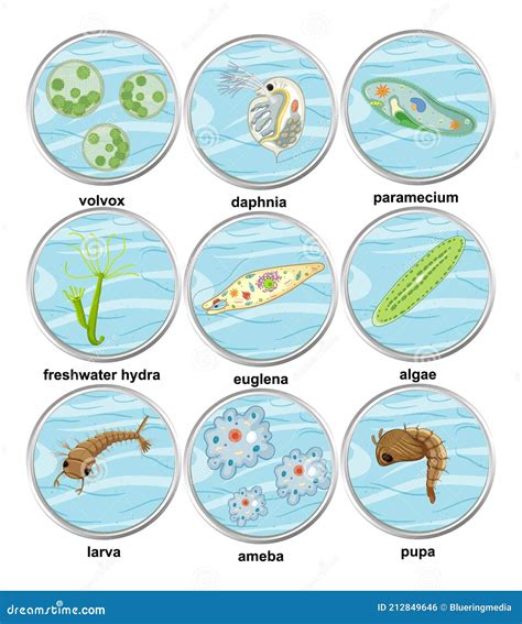 Set of Different Types of Unicellular Organisms Stock Vector ...